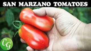 Best Roma Tomatoes  Growing San Marzano Roma Tomato [upl. by Nerraw]