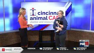 Cincinnati Animal Care offers adoption specials for Black Friday [upl. by Baniez]