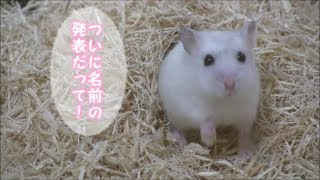 パールドワーフハムスターの名前発表！hamster yukimi blog 3 [upl. by Onida545]