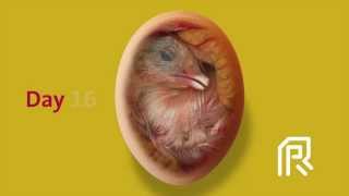 Embryonic development of the chicken [upl. by Asum]