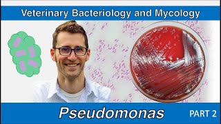 Pseudomonas  nonfermenters Part 2  Veterinary Bacteriology and Mycology [upl. by Barthold]