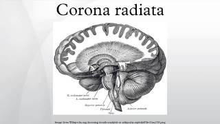 Corona radiata [upl. by Ninon50]