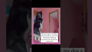 Diamonds amp Pearls 💎 dogshorts dogsofinstagram dog doglover dogs dogsofyoutube dogsoftiktok [upl. by Anirrok]