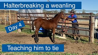 Halter breaking a Weanling day 4  Teaching a weanling horse how to tie [upl. by Newbold]