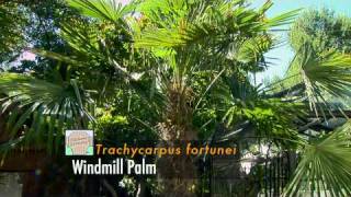 Palms and Other Hardy Tropicals [upl. by Bealle]