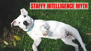 Why Are Staffordshire Bull Terrier Dumb [upl. by Rollins855]