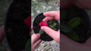 My first time successfully propagating azalea plants [upl. by Berke477]