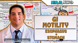 Gastrointestinal  GI Motility of the Esophagus amp Stomach [upl. by Osugi]