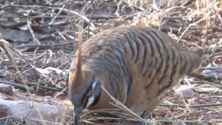 Spinifex Pigeons [upl. by Airalednac]