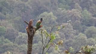 Great Barbet Megalaima virensCalling [upl. by Sherlocke791]