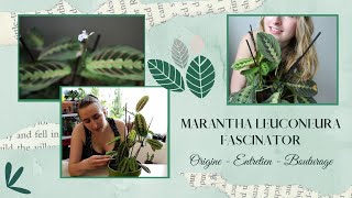 La Maranta Fascinator  Entretien amp Bouturage Thérapie Végétale [upl. by Kciwdahc]