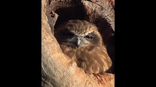 Booobook Owl Australias smallest Owl filmed at Bibra Lake WA [upl. by Tiebold]