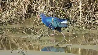 פרפוריה אוכלת Greyheaded swamphen eating [upl. by Ursulina821]