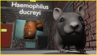 Haemophilus ducreyi ANIMATED Mnemonic for the USMLE [upl. by Desiri]