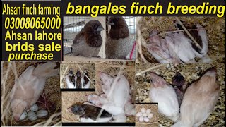 BENGALISOCIETY FINCH BREEDINGbengalese finch singingbengali finch breeding tips BENGALI BREEDING [upl. by Gaves942]