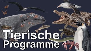 Tierische Programme  Beweis der GaiaHypothese [upl. by Schick]