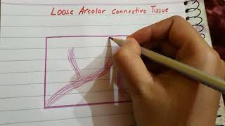 Loose Areolar connective tissue histology [upl. by Llerahc]