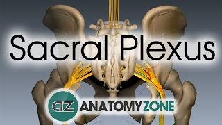 Sacral Plexus  Anatomy Tutorial [upl. by Gertrudis]