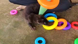 Playful cute otter home [upl. by Lahcar644]