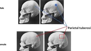 A Journey into the Anatomy of the Human Skull [upl. by Yruam761]