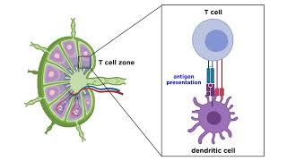 Structure and Immune Function of the Lymphatic System [upl. by Debee]