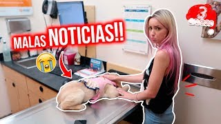 DE EMERGENCIA AL VETERINARIO🚨 PRINCESA con INFECCIÓN GRAVE 😭🐶 VLOGMAS 3 [upl. by Golanka]