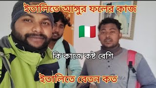 ইতালিতে আঙ্গুর বাগানে কাজ করে। ফলের কাজে কত পরিমানে কষ্ট। পিরপাল যদি টানাতে হয় ইতালি আসুন। 🇮🇹🇮🇹🇮🇹 [upl. by Enneibaf]