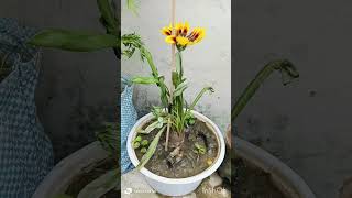 Verbena plant Gazania plant care tips ☘️☘️☘️ [upl. by Bish]