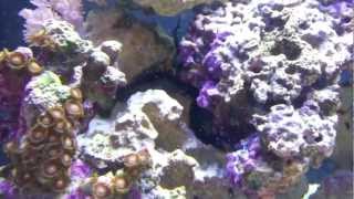 Biocube 29 Stomatella Varia Snail Spawning [upl. by Urdna]