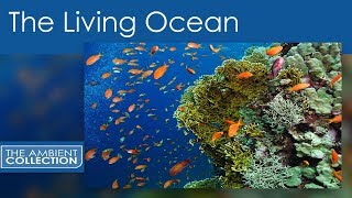 The Living Ocean  A Relaxing Journey Through the Tropical IndoPacific [upl. by Aniaz461]