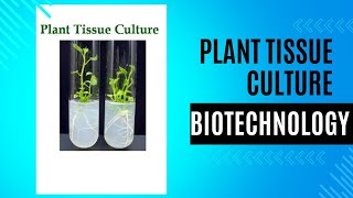 plant tissue culture steps types callus cell suspension meristem anthar protoplast class [upl. by Aiek]