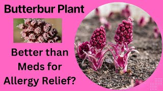 Allergy Relief Showdown Butterbur vs Cetirizine which is more effective [upl. by Lelia]