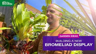 Displaying tropical Bromeliads outdoors [upl. by Unity]