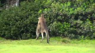 Kangaroo Chokes Kangaroo whilst going the distancewmv [upl. by Quirita]