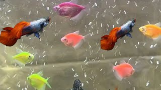 Can glofish tetras and guppies live together can guppies and glofish share the same fish tank [upl. by Eniliuqcaj279]