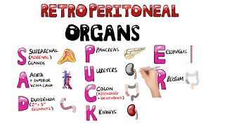 SAD PUCKER Retroperitoneal Organs Mnemonic  SAD PUCKER Mnemonic in 1 Minute with pictures [upl. by Felix]