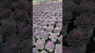 Echeveria Purple Pearl Variegata succulents succulent suculentas greenhouse echeveria [upl. by Sairtemed383]