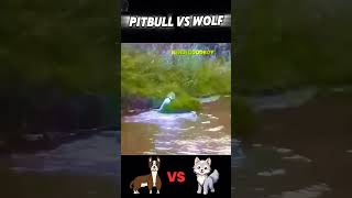 Wolf vs Pitbull trending animals wolf vs pitbull dog wildlife youtubeshorts viralvideo [upl. by Trip]