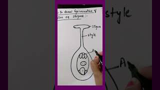 How to draw germination of pollen Biology diagram [upl. by Gerrald557]