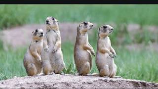 Prairie Dogs sounds scream and barking  Americas Meerkats [upl. by Flinn]