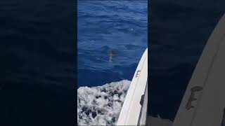 Offshore bottlenose dolphins Parlatuvier Tobago 142024 [upl. by Aicia]