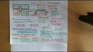 The PI3K  AKT  mTOR Pathway and Cancer Part 5 [upl. by Atter536]