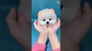 Teacup dog price  Cute Pomeranian dog price  Rajesh5G rajesh5g shorts viral tranding cutedog [upl. by Ashjian]