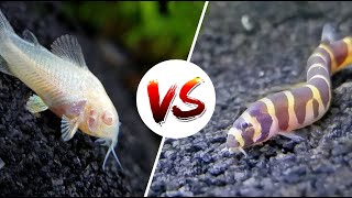 Cory Catfish vs Loaches – Which is Better [upl. by Epoillac341]