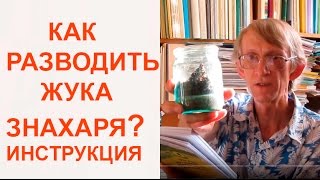 Как разводить ЖукаЗнахаря ЖукЗнахарь как Корм Для Домашних Питомцев энтомология [upl. by Dalis]