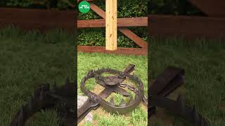 Grizzly Bear trap in action shorts trap bear [upl. by Harwin]