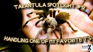 Tarantula Spotlight Ep 12  Handling One of My Favorite Ts  Aphonopelma chalcodes [upl. by Aikyt]