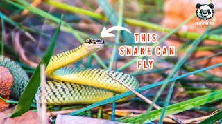 This Snake Can Fly [upl. by Pulchi]