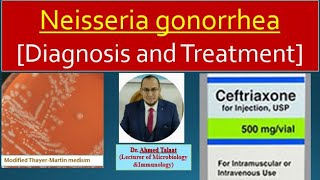 Neisseria 3 Diagnosis and treatment of Gonorrhea [upl. by Cavanagh830]