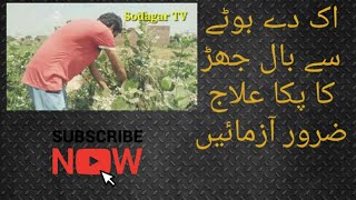 Benefits of Aak plant  balchar ka ilaj  akk da boota  Village life  baljharr ka ilaj [upl. by Frye]